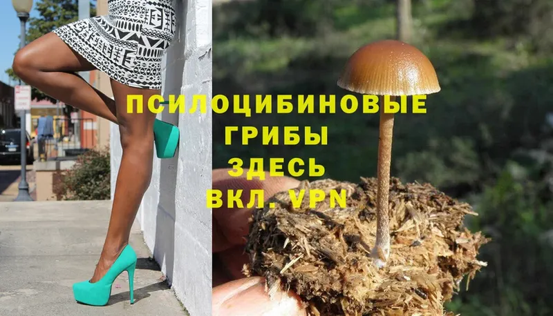 Галлюциногенные грибы Cubensis  Красноярск 